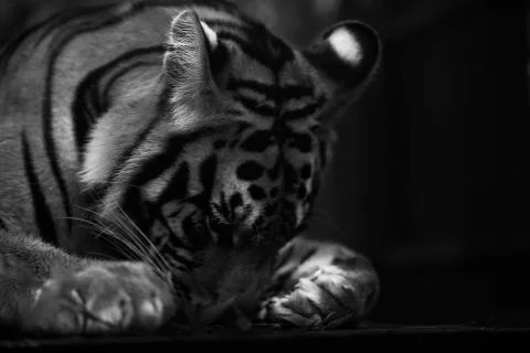 Sleeping Tiger Stock Photos