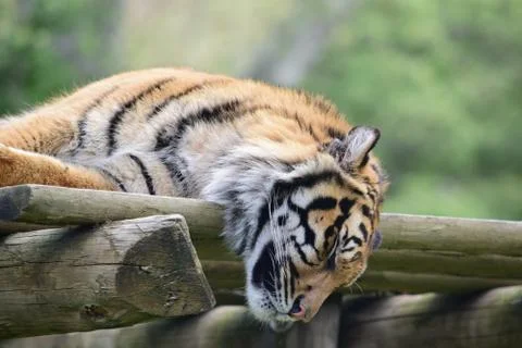 Sleeping Tiger Stock Photos