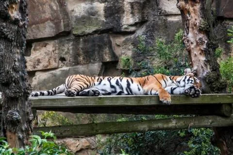 Sleeping Tiger Foto stock