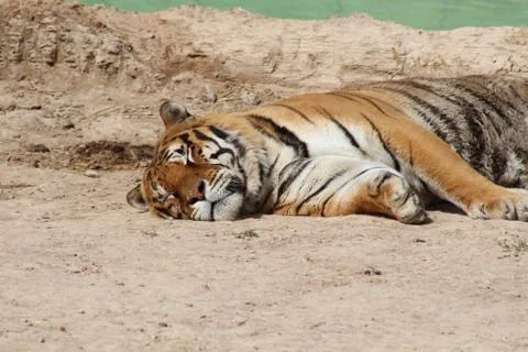 Sleeping tiger Stock Photos
