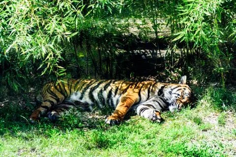 Sleeping tiger Stock Photos
