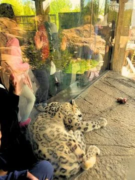 Sleeping Tiger Stock Photos