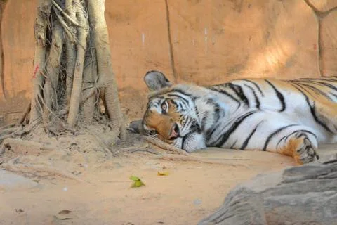 Sleeping tiger with sharp eyes Фото