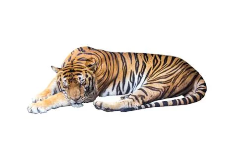 Sleeping tiger on white Stock Photos