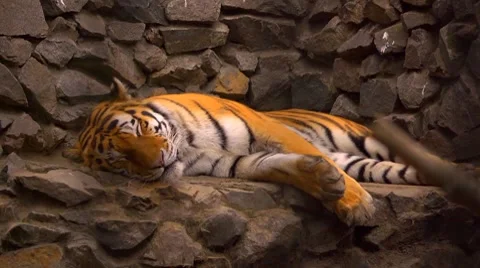 Sleeping tiger in a zoo Video stock 8828101
