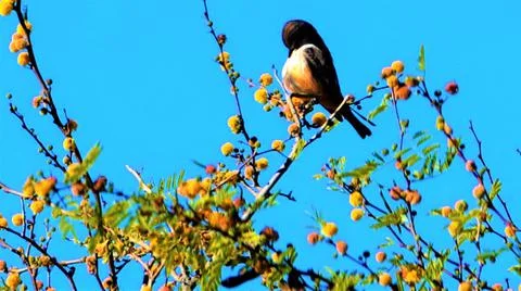 Sleeping tiny bird Stock Photos