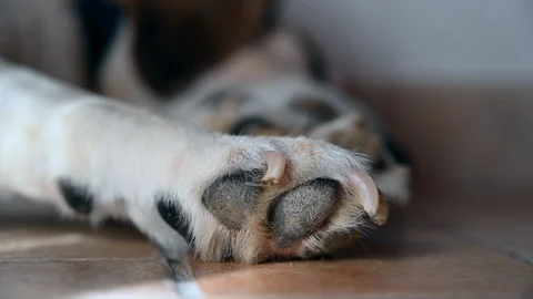 Sleeping tired dog on floor, shadow of curtain flying in the wind Stock Footage 112353305