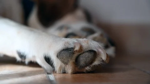 Sleeping tired dog on floor, shadow of curtain flying in the wind Stock Footage 112353769