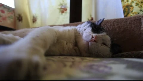 Sleeping Tomcat Stock Footage 7906994