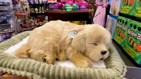 Sleeping Toy Dog Close-Up Stock Footage 247025061