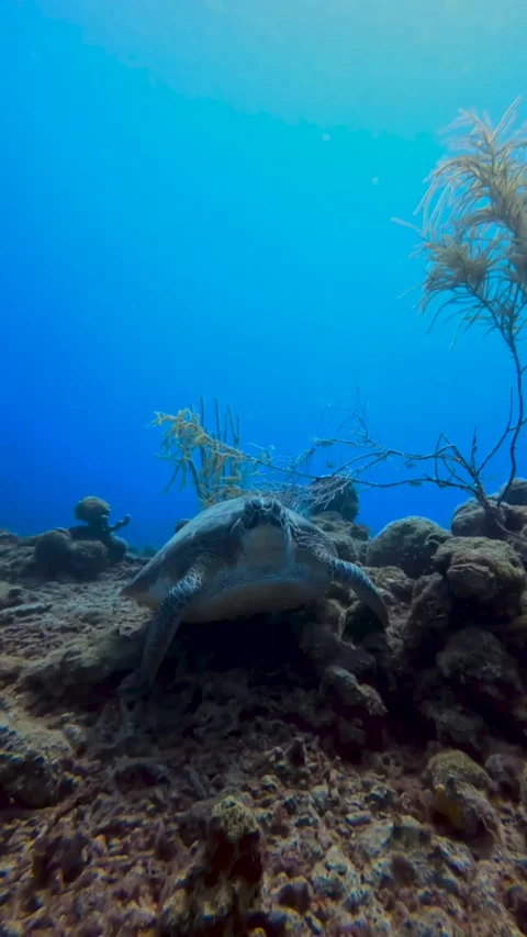 Sleeping turtle Stock Footage 221795178