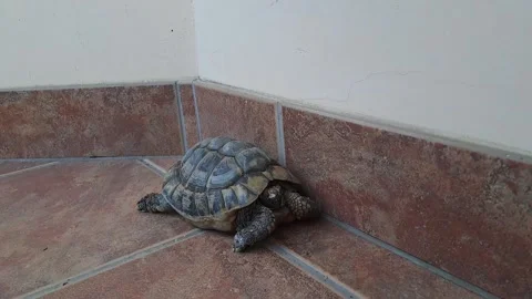 Sleeping turtle on the terrace Stock Footage 274335901