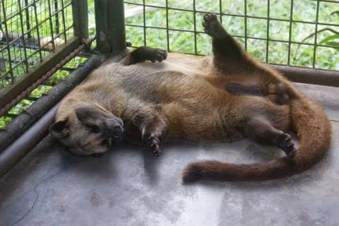 Sleeping Viverra Stock Photos