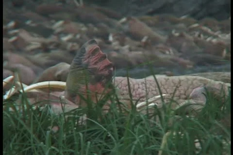 Sleeping walrus Stock Footage 11100532