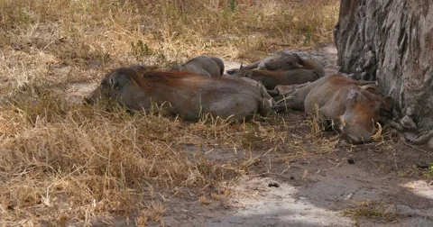 Sleeping Warthogs Stock Footage 60603575