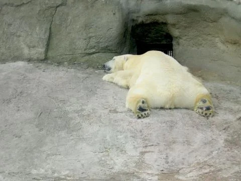 Sleeping white bear Stock Photos