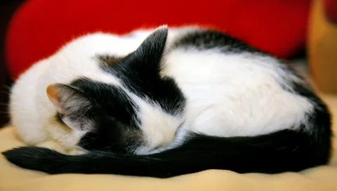 Sleeping white black cat Stock Photos