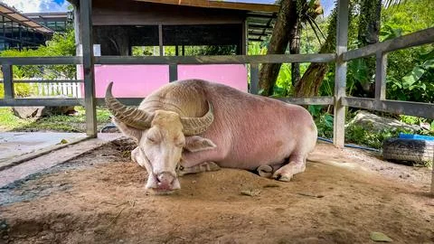 A sleeping white buffalo rests in a paddock on a farm Stock Photos