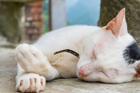 Sleeping White Cat With Black Patch Stock Photos