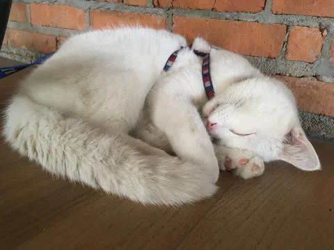 A sleeping white cat Stock Photos