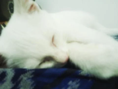 Sleeping white cat Stock Photos