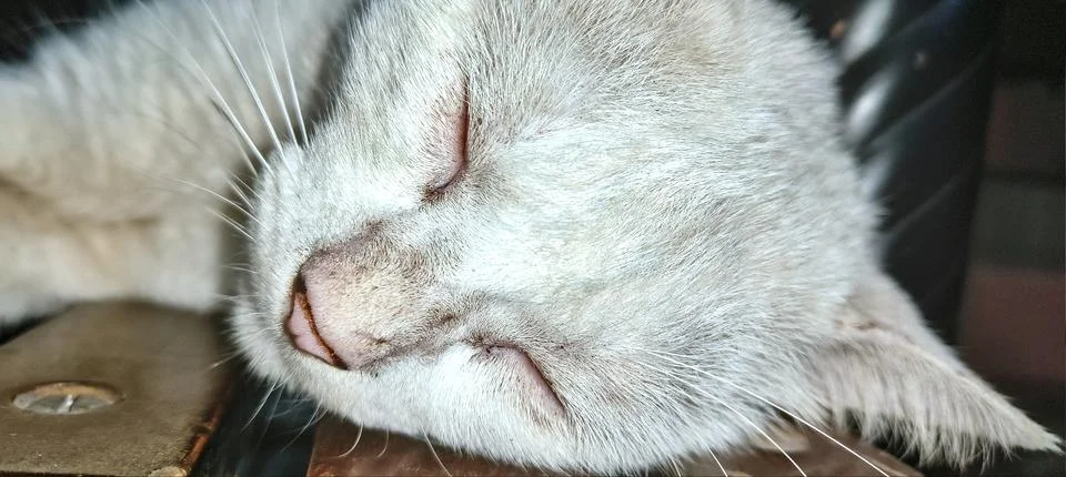 Sleeping white cat Stock Photos