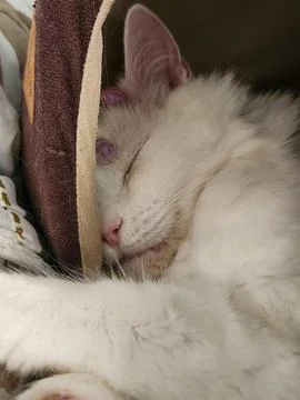 A sleeping white cat Stock Photos