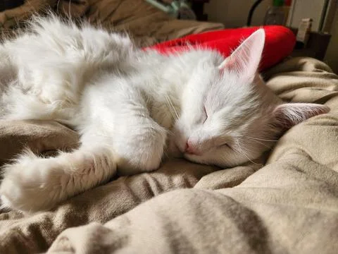 Sleeping White Cat Stock Photos