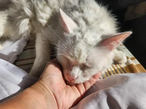 Sleeping White Cat Stock Photos