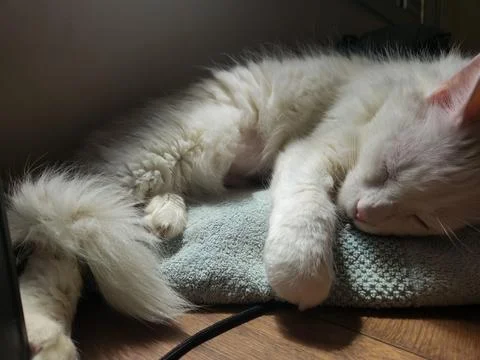 Sleeping White Cat Stock Photos