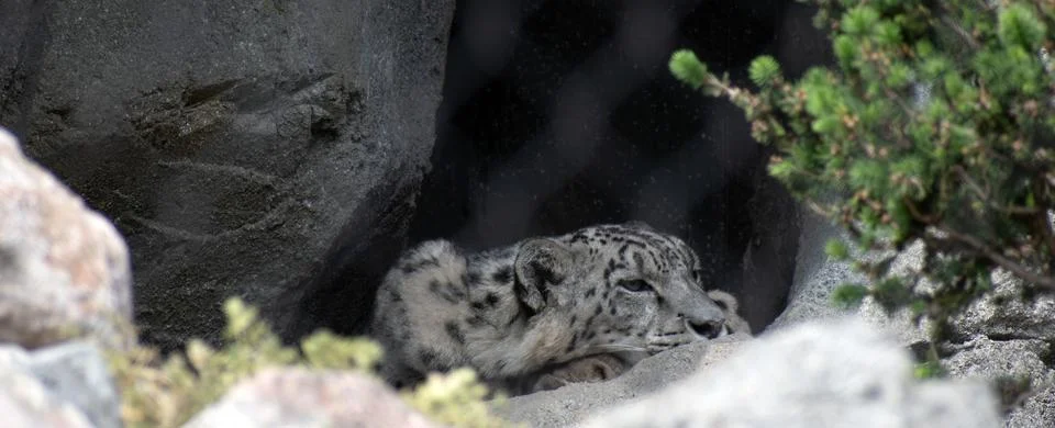 Sleeping white leopard in cave Stock Photos