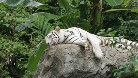 Sleeping White Tiger Stock Footage 10725946