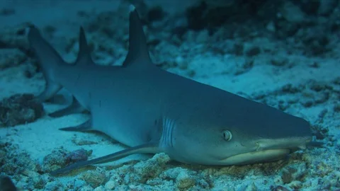 A sleeping whitetip reef shark Stock Footage 123834732