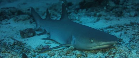 A sleeping whitetip reef shark Stock Footage 123849318