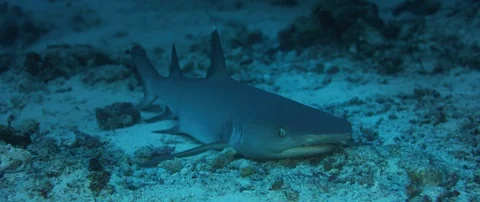 A sleeping whitetip reef shark Stock Footage 123849640
