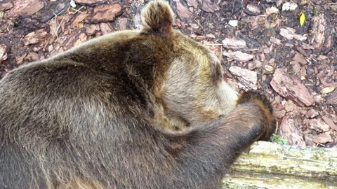 Sleeping wild bear in nature Stock Footage 136593609