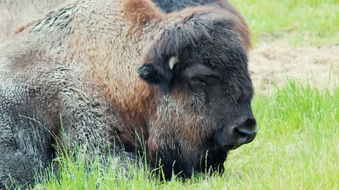 Sleeping wild bison Stock Footage 81312632