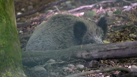 Sleeping Wild Boar – 4K 動画素材 321182634