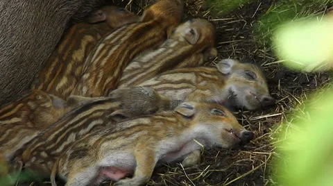 Sleeping wild boar piglets - C.U. Stock Footage 8621601