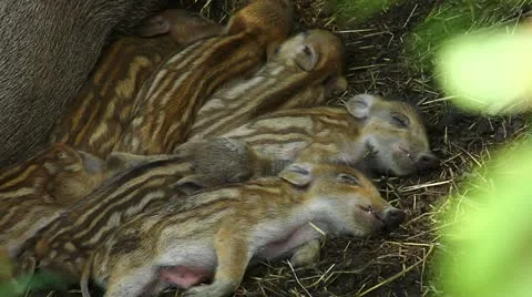 Sleeping wild boar piglets - C.U. Stock-Footage 10820341