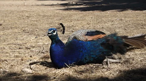 Sleeping Wild Peacock Stock Footage 67490115