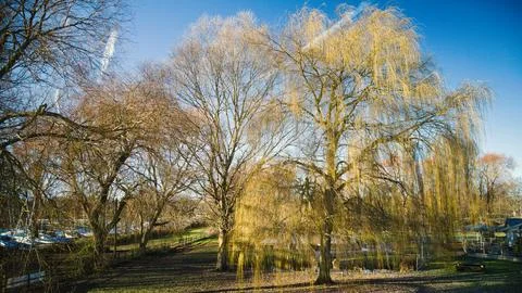 Sleeping Willow Stock Photos