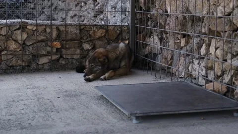 Sleeping wolf resting on concrete floor inside a fenced enclosure with stone Stock Footage 327491093