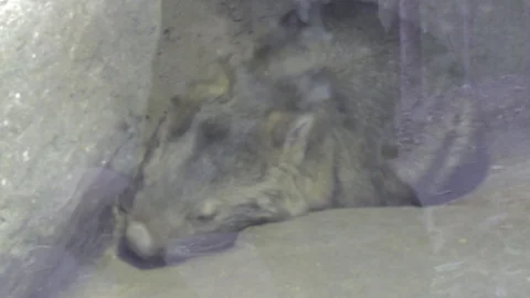 Sleeping Wombat Stock Footage 86665227