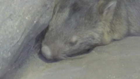 Sleeping Wombat Stock Footage 86665499