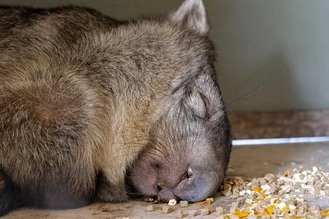 A Sleeping Wombat Stock Photos