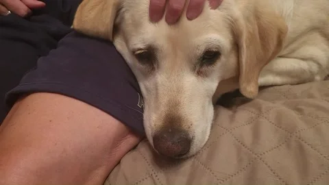 Sleeping Yellow Labrador Resting Beside Owner Cozy Pet Companionship Closeup Stock-Footage 338203349