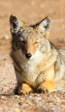 Sleeping yote Stock Photos