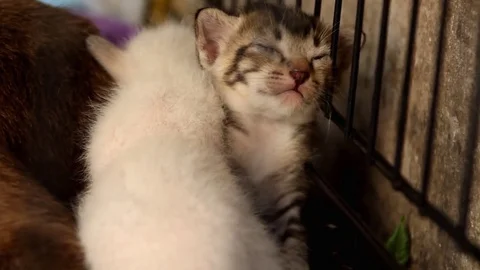 Sleeping young kitten Video stock 73586316