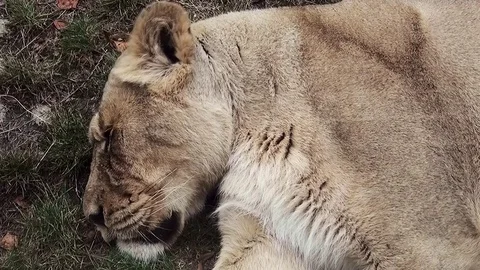 Sleeping young lion. Stock Footage 82967084